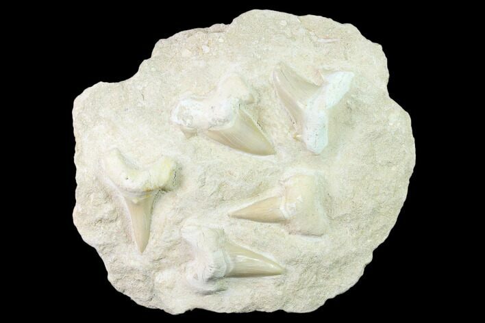 Fossil Mackerel Shark (Otodus) Teeth - Composite Plate #138513